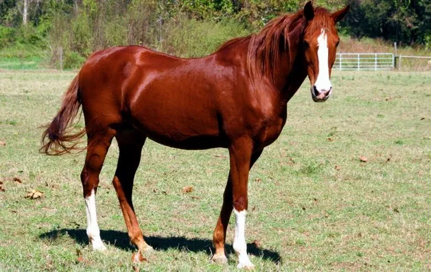 Medan city, Lake Toba, Berastagi tour